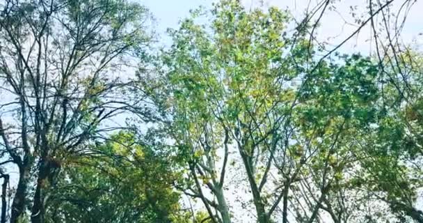 Waldbäume grün Frühling Sommer Blätter bei Tageslicht Himmel mit Sonnenstrahlen fliegen durch — Stockvideo