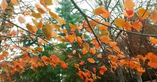 Árvores florestais e colorido amarelo e vermelho outono licença caindo — Vídeo de Stock