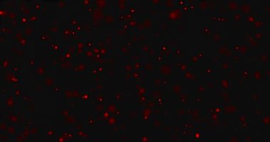 Noel kırmızı ışığı ufukta uçuşan parçacıklar siyah zemin üzerinde bokeh döngüsü, bayram kutlamaları partisi