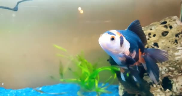 Kleurrijke vissen tropisch in het aquarium met blauw water en echte omgeving, stromend met langzame — Stockvideo