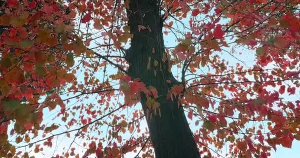 Lesní stromy siluety na nebeském slunci s paprsky slunečních paprsků letící lesem na pozadí přírody, pojetí — Stock video