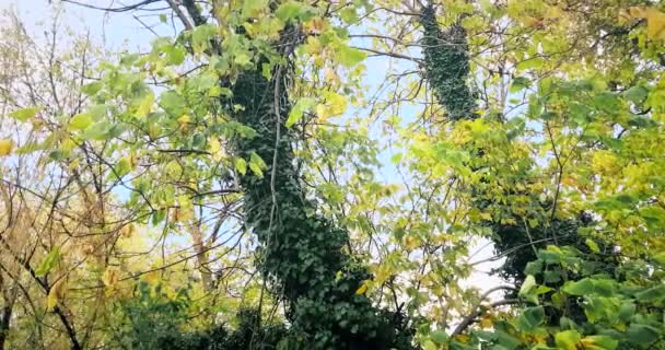 Waldbäume und bunte gelbe und rote Herbstblätter am hellen Himmel mit Sonnenstrahlen, die durch den Wald auf die Natur fliegen — Stockvideo