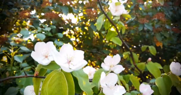 Frühlingsbaum mit weißen Blüten im Tageslicht — Stockvideo