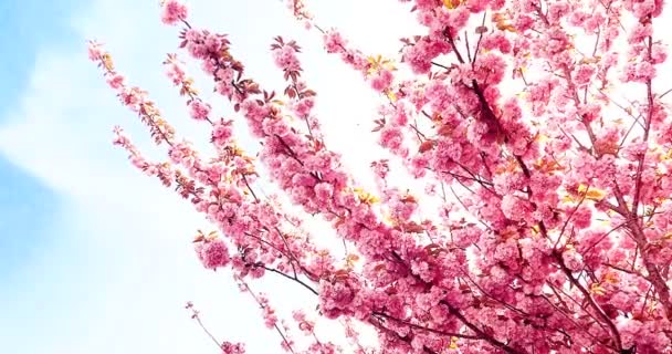 Albero primaverile con fiori rosa fiori di mandorlo su un ramo su sfondo verde, su cielo blu con quotidiano — Video Stock