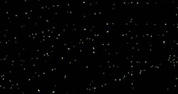 Bakteri hijau atau sel mikroorganisme kuman di bawah mikroskop dalam warna kimia hijau — Stok Video