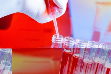 실험실에서 붉은 액체를 가진 시험관에 피 펫으로 손 