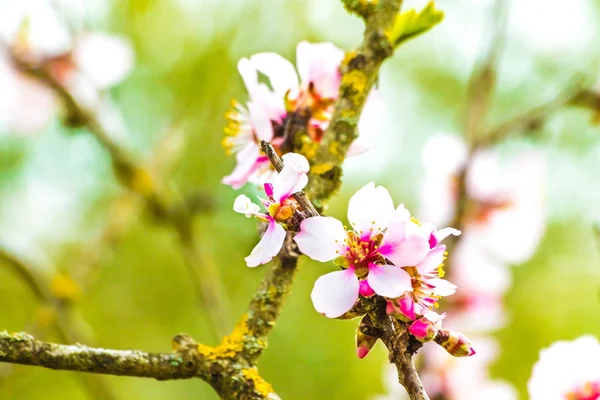 Spring tree with flowers on green background — Stock Photo, Image