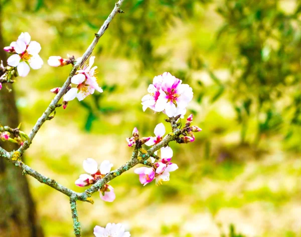 Spring tree with flowers on green background — Stock Photo, Image