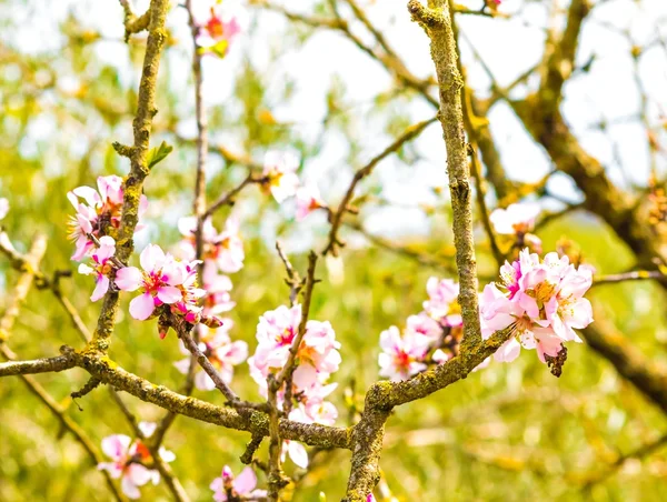 Spring tree with flowers on green background — Stock Photo, Image