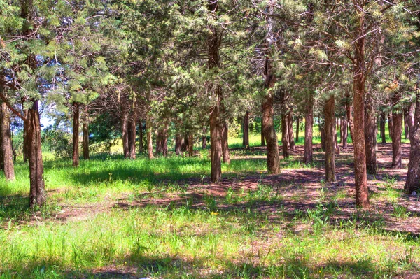 Schöner grüner Wald — Stockfoto