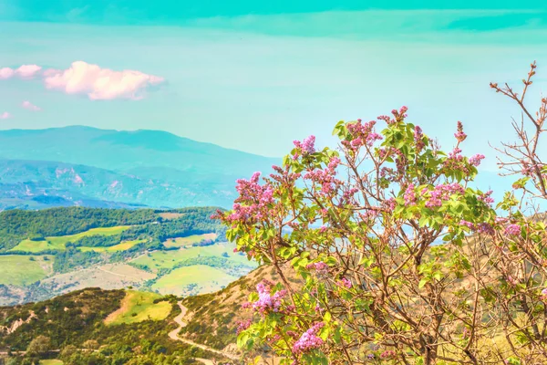 View of a purple violet flowers — Stock Photo, Image