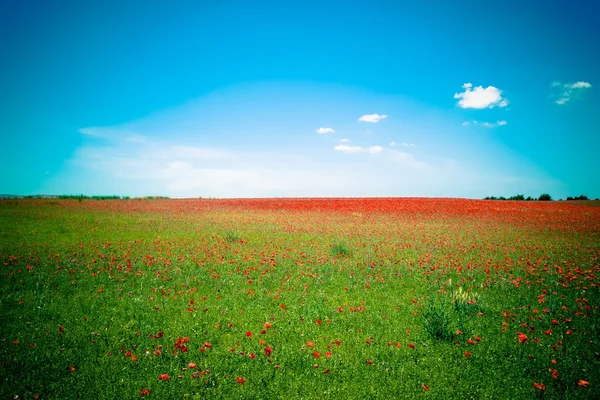 Lawn of red poppies against blue sky — Stock Photo, Image