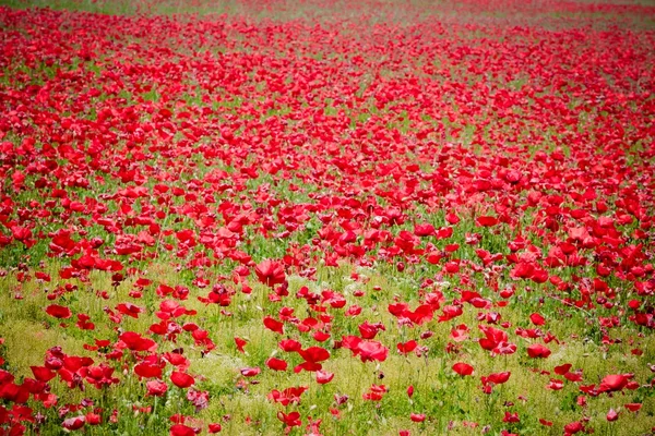 Prado de flores de amapolas rojas — Foto de Stock
