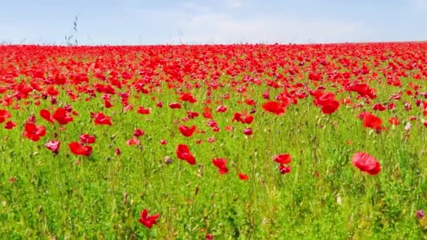 Kırmızı poppies çayır — Stok video