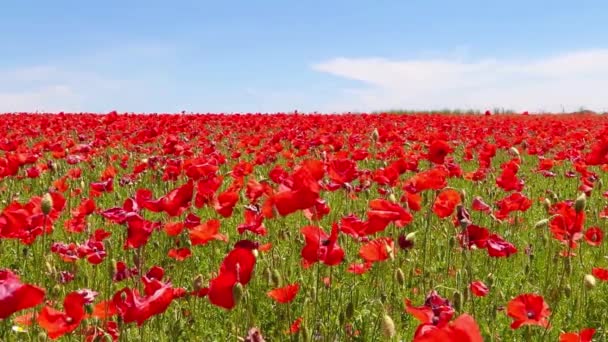 Weide van rode papavers tegen blauwe hemel in winderige dag, rural — Stockvideo