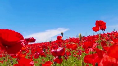 Mavi Gökyüzü bulutlu rüzgarlı gün, tarım arazileri, kırsal, kırsal arka plan karşı kırmızı haşhaş çayır