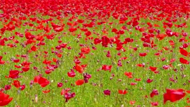 Flores prado de campo de amapolas rojas en día ventoso, fondo rural — Vídeo de stock