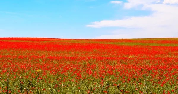 Meadow of red poppies against blue sky — Stock Photo, Image