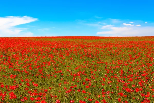 Meadow of red poppies against blue sky — Stock Photo, Image