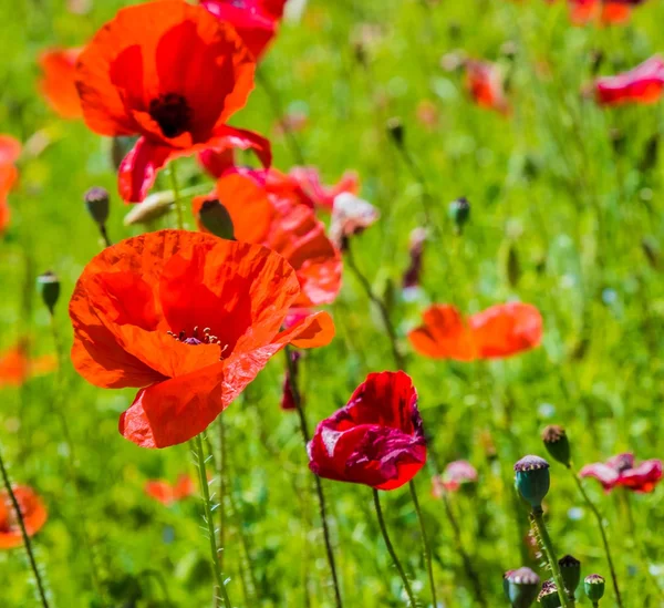 Red poppies on grass green background — Stock Photo, Image