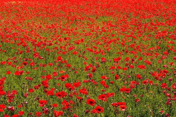 Flower meadow of red poppies — Stock Photo, Image