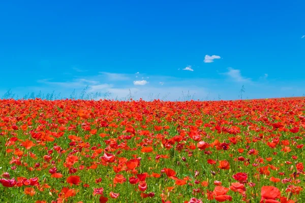Meadow of red poppies — Stock Photo, Image