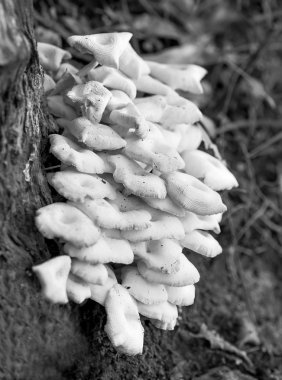 Siyah ve beyaz Avustralya istiridye mantar, kavak ostreatu