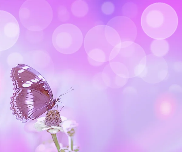Пурпурные пузыри и бабочка — стоковое фото
