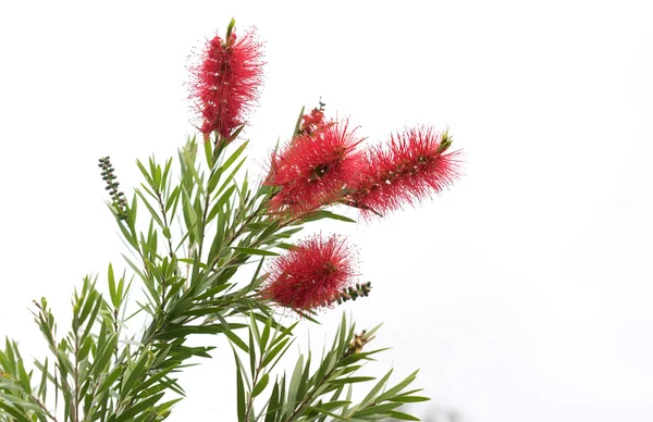 Australský Bottlebrush domovině květiny Stock Obrázky