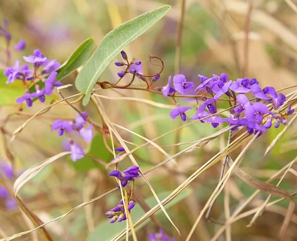 Sarsaparilla Blume australische einheimische Rebsorte hardenbergia violacea — Stockfoto