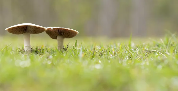 Dois cogumelos selvagens vivos crescendo panorama — Fotografia de Stock