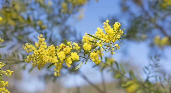Bright yellow spring flowers Acacia fimbriata Brisbane Golden Wa — Stock Photo, Image