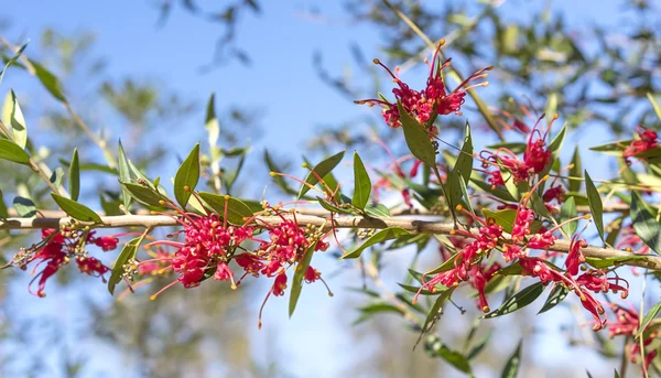 Avustralya kırmızı Grevillea ihtişam çiçekler — Stok fotoğraf