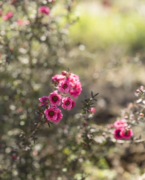 Frühmorgendliches Sonnenlicht strömt auf rosa Blüten — Stockfoto