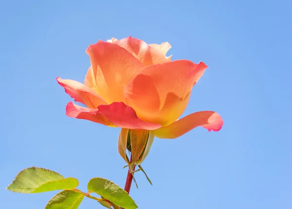 Весенняя роза с синим небом — стоковое фото