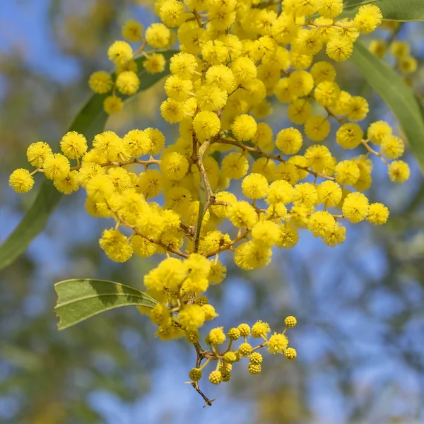 Australian Icon Golden Wattle Flores — Fotografia de Stock