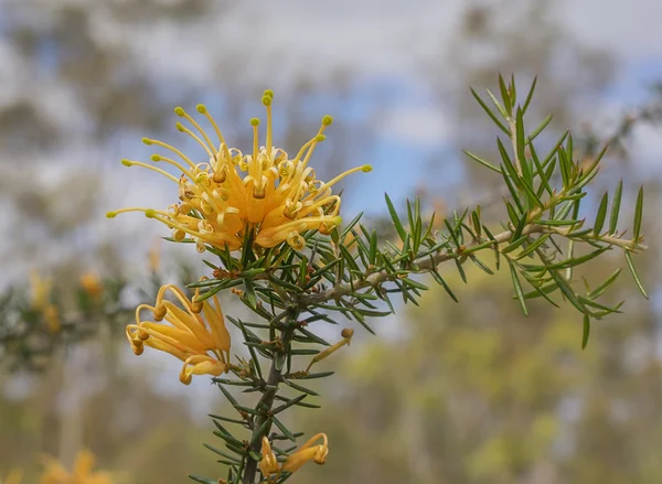 Flor silvestre dourada australiana Grevillea molonglo — Fotografia de Stock