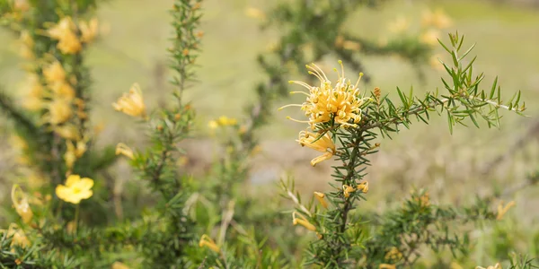 Flores silvestres de ouro australiano Grevillea juniperine molonglo panor Fotos De Bancos De Imagens Sem Royalties