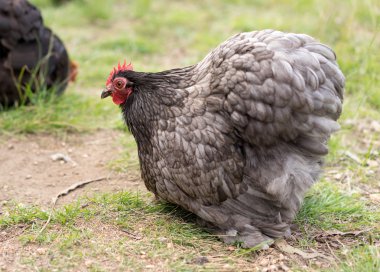Ufak tefek organik ücretsiz aralığı tavuk