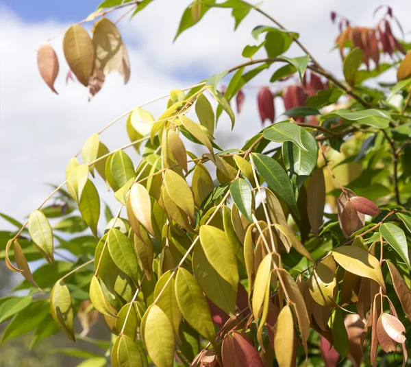 Lilly Avustralya Syzygium bahar bitki örtüsü tülenmiş