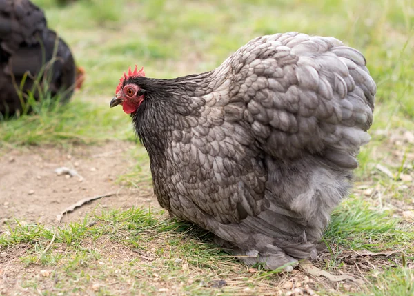 Organic free range bantam chicken — Stock Photo, Image