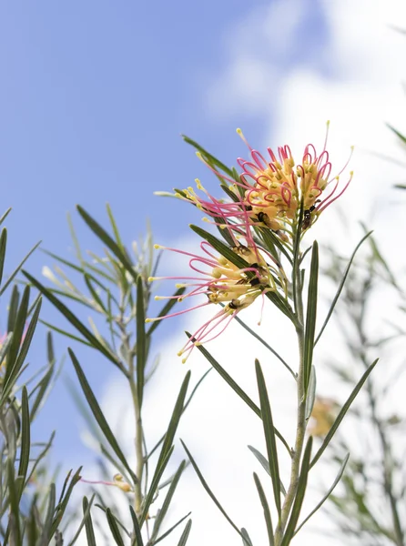 Australian Wildflower Grevillea na primavera — Fotografia de Stock