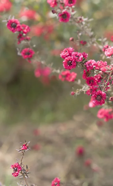 Condolências e simpatia fundo com flores rosa — Fotografia de Stock