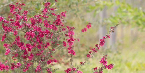 春のブルゴーニュ ピンク Leptospermum 花 — ストック写真