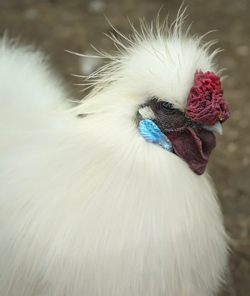 Silkie κόκορας Εικόνα Αρχείου