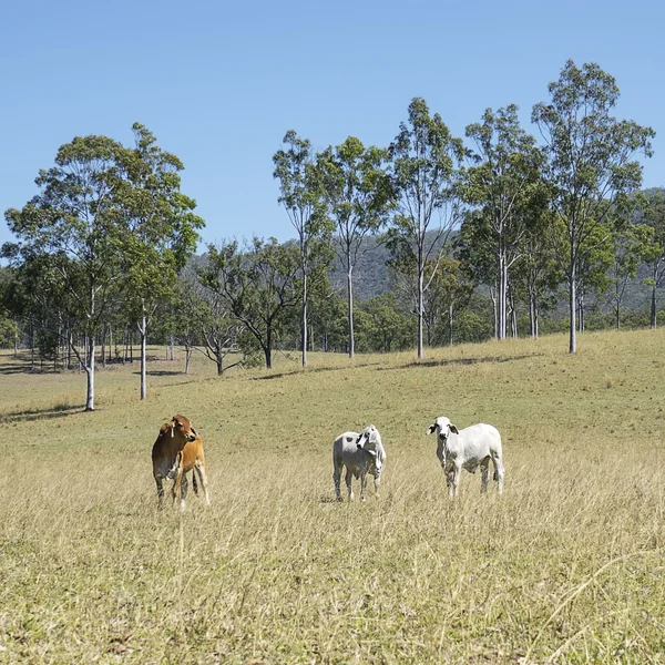 Australische land scene - vee land — Stockfoto