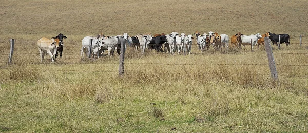 Cercas de arame farpado — Fotografia de Stock