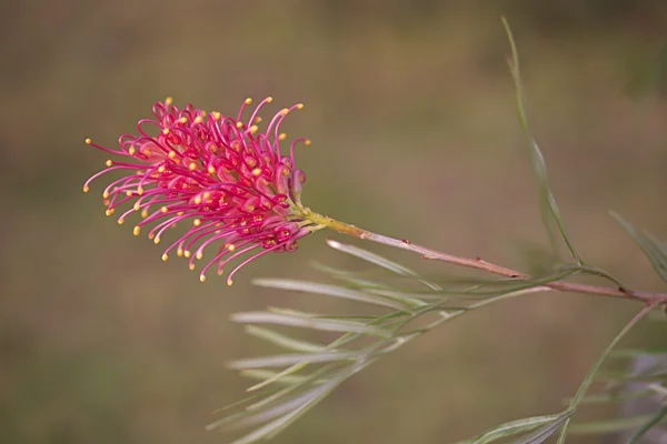 Eine australische wildblume grevillea — Stockfoto