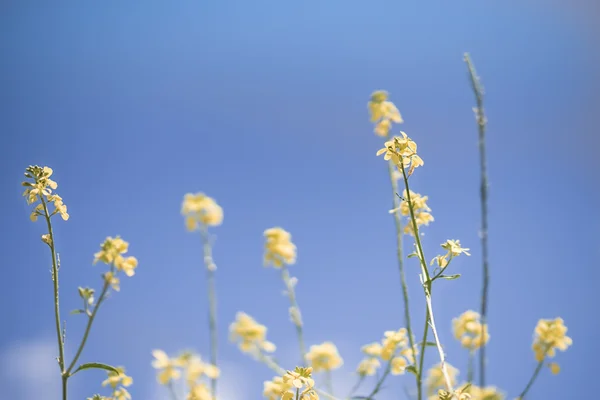 Fundo Blue Sky Primavera com Canola Flores de colza — Fotografia de Stock