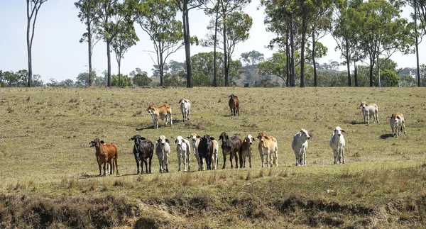 Rebaño de vacas — Foto de Stock